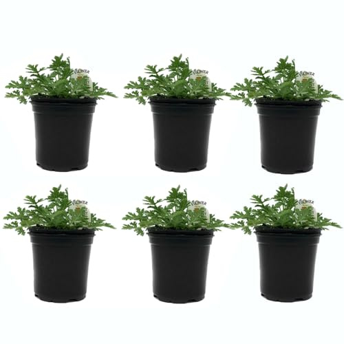 Geranios Citronela - Set 6 Plantas - Plantas Aromáticas - Geranios Antimosquitos