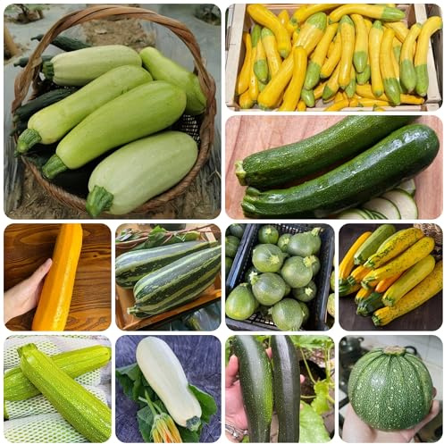 semillas de calabacín orgánicas, variedades antiguas, trepadoras, resistentes, para calabacines trepadores, 10pcs