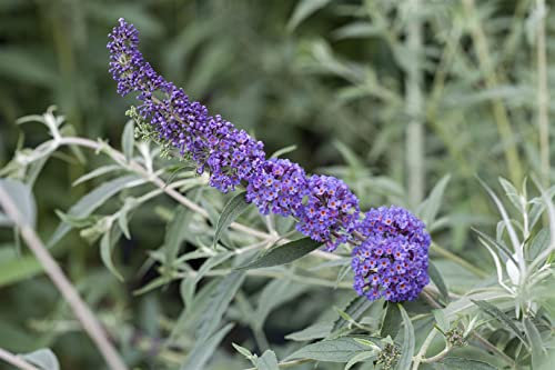 Buddleja davidii 'Nanho Blue' 60-100 cm - Schmetterlingsflieder, blaue Blüten, Blütezeit Juli-September, Schmetterlingsmagnet, pflegeleicht und winterhart