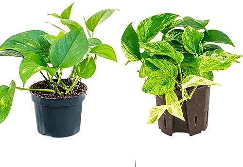 2 X Easy Care Trailing houseplants Epipremnum aureum, Marble Queen and Epipremnum aureum, Golden pothos in 12cm pots