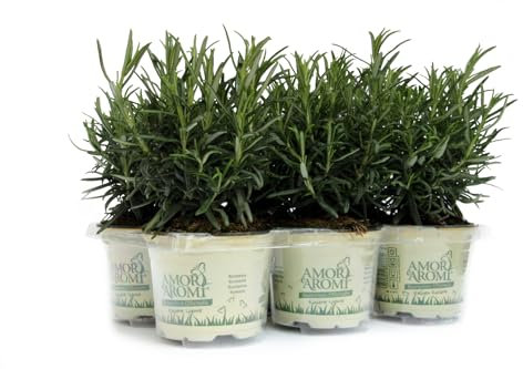 6 piante aromatiche (Rosmarino) per cucinare, per realizzare il tuo orto sul balcone e profumare gli ambienti