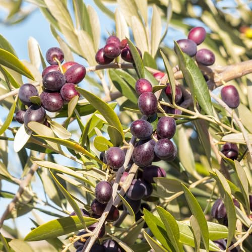 oliven obstbäume, olive tree obstbaum, zimmerbonsai frisches, gartendeko für draußen bonsaibaum, hochbeet seltene 15samen