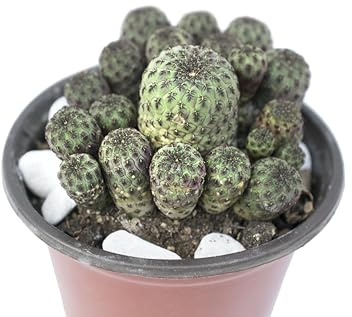 pianta vera cactus Sulcorebutia Rauschii