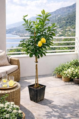 Citrus limon Verna 120–140 cm – äkta citronträd med aromatiska frukter – medelhavskrukväxt för balkong och terrass – vinterhård – solig plats