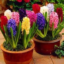 12x Hyacinth Bedding Mixed 14/15cm Bulbs- Indoor Outdoor Perennial Garden Flowering Plant Bulb Spring Flowering Bulbs, Ready for Planting Now