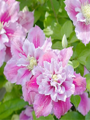 CUIKWA Hermosa y colorida clematis - Clematis Rhizome - Un imprescindible para la decoración tridimensional del balcón-6 bulbos-C