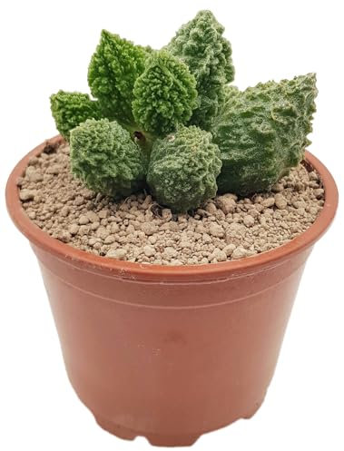 Fangblatt - Adromischus marianiae f. herrei cv. Lime Drop - erfrischendes Dickblatt - exotische und pflegeleichte Sukkulente