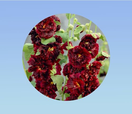 200 graines de Rose Tremiere marron - Alcea rosea - vivace - charter's - fleurs double
