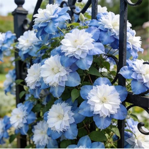 Clemátide rara y resistente - Clemátide trepadora perenne en maceta - Ideal para jardín, balcón y decoración en maceta-3 Rizoma-G