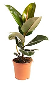 Ficus Elástica Natural Árbol de Interior para Decorar la Casa o la Oficina