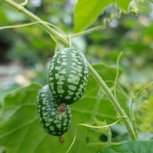semi di anguria pollice da giardino roccioso da frutto nani, resistenti comprare frutto colonnari colonnare serre balcone vecchie varietà per gli 40pcs