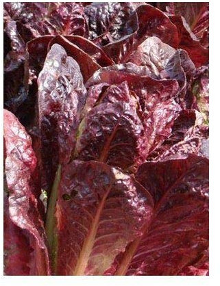 PLAT FIRM GRAINES DE GERMINATION: 300 - Graines: Graines de laitue romaine - 'Super Red Romaine' - GRANDS RENDEMENTS !!!! Livraison gratuite!!!