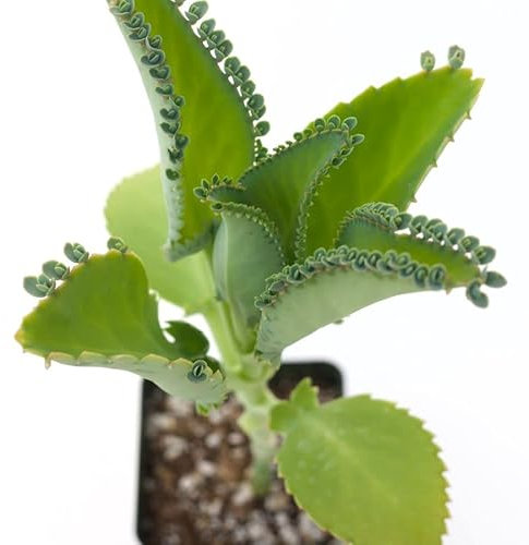 Kalanchoe Daigremontiana Planta Saludable Dale a tu Hogar un Toque de Frescura y Salud