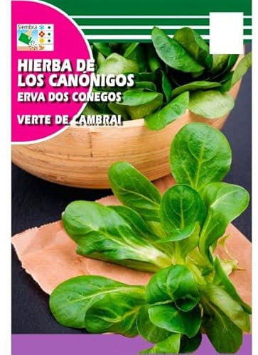 DECOALIVE Semillas de Canónigos para Sembrar en Casa Semillas Verdura Ensalada