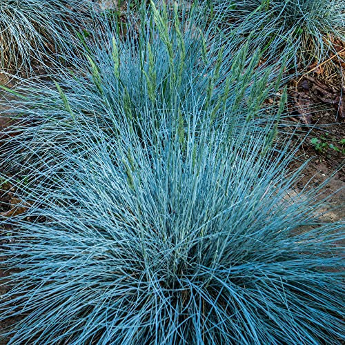 GardenersDream 3 x Festuca Glauca Intense Blue Plant - Outdoor Garden Ready Plant - Colourful Decorative Grass - Evergreen Ornamental Grass for Gardens (20-30cm incl. 9cm Pot)