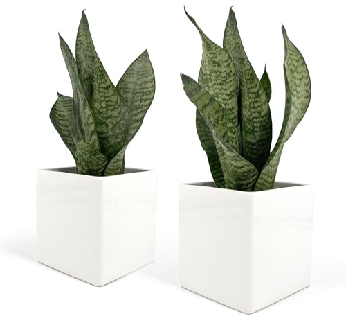 Vimin Box Set de 2 Vases Carrés en Céramique Blancs pour Plantes Succulentes et Bonsaï Cactus pour Intérieur - Décoration de Bureau et de Table (M - 10x10 cm Blanc)