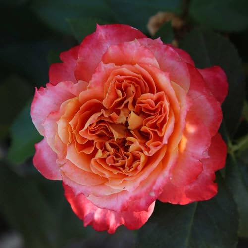 Heirloom Roses Rose Plant - Tangerine Streams™ Multi Rose Bush, Floribunda Live Plant for Planting Outdoors