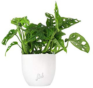 Filodendro pianta vera, Monstera Obliqua o Monkey Leaf | Vaso artigianale FLOB Ø 14 | Altezza 30-35 cm| Flob flower Bianco Perlato