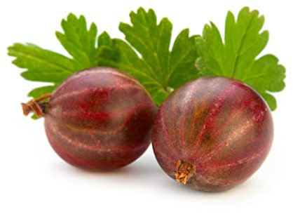 Gooseberry Plants, 'Hinnonmaki Red', 1 x Large Plant in a 2 Litre Pot, Gooseberries, Garden Ready and Ready to Plant, Premium Quality Fruit