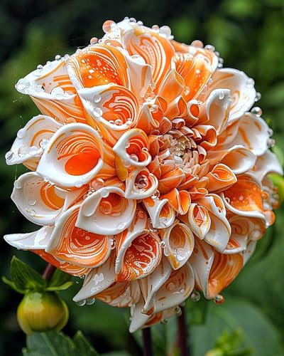 2zwiebeln-Dahlienzwiebeln, Dahlien Knollen，Winterhart MehrjäHrig,Blumenzwiebeln, Winterhart， Stauden, Blumenzwiebeln, GroßE Blumen，Dahlien Knollen Winterhart-A