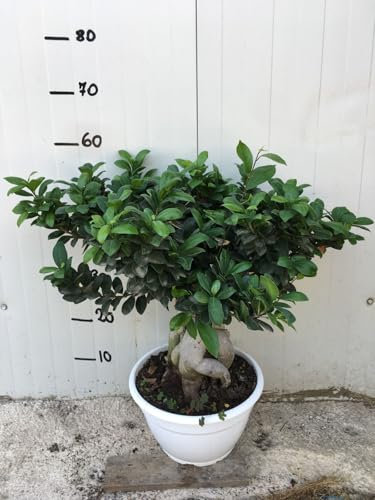 Vivaio Garden Forest, Bonsai Ficus Ginseng - Bonsai da interno sempreverde, Tronco robusto nodoso con radici aeree, Foglie ovali verde intenso, Vaso 20 cm 1kg