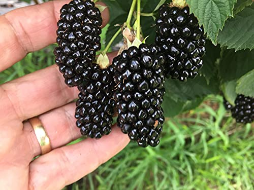 BlackBerry Plants Big Daddy Price Includes Four (4) Plants