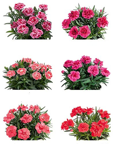 200 Stück nelken blumen samen bartnelken Nelke - Seltene Pflanze serie - mix blumenwiese samen pflanztopf dekoration wohnzimmer zimmerpflanze blumensamen mehrjährig winterhart