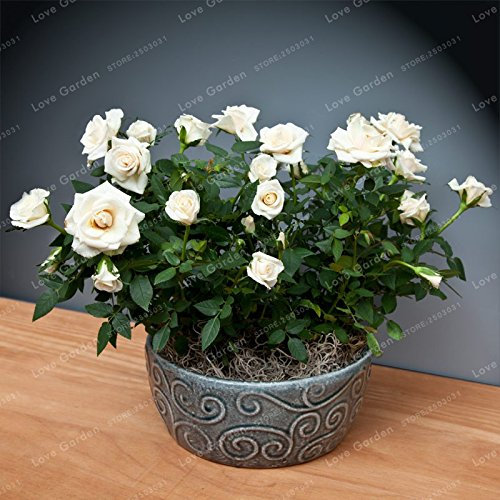 Nouvelles Graines De Rosiers Miniatures Pour Le Jardinage Blanc Paquet De 100 Graines