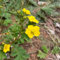 semillas de la planta de cinquefoil ganso, plantas herbáceas plantas verdes jardín hierbas jardín rocas resistentes para el jardín semillas hierbas silvestres perennes 80pcs
