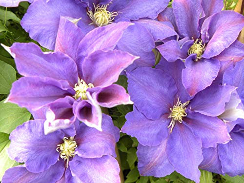 Clematite.net 103278