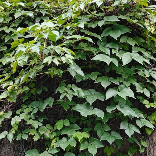 300 Pcs Wilder Wein Pflanze Winterhart Samen - Green Wall, Pflanzen Deko Vine Creeper Jungfernrebe Samen, Hängepflanzen, Zaun Deko Vines Bonsai Samen, Winterharte Kübelpflanzen Balkonpflanzen
