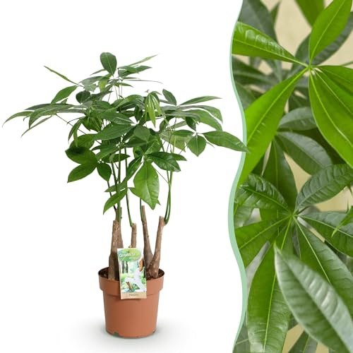 Pachira Aquatica flerstammig - Pengaträd - Lättskött - Grön - 50-55cm - Ø17cm - Krukväxt - Vintergrön