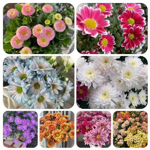 semi di margherita - balcone resistenti giardino 200pcs