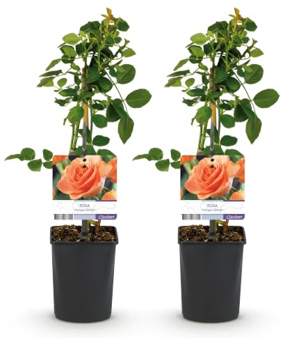 Rosal Trepador para Jardín, Flores Naranjas, 2 Plantas, Maceta 11 cm