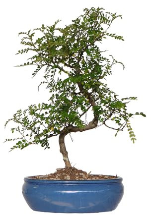 KENTIS - Bonsaï Zanthoxylum Piperitum - Faux Poivrier Bonsai Plante Naturelle Intérieur Exterieur - Plantes d'Appartement Balcon Terrasse - H 38/48 cm Pot 25 cm