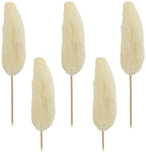 matches21 Luffa am Stiel Trockenblumen Naturdeko getrocknet Herbst Bastelmaterial Gebleicht 5er Set ca. 10-15 cm