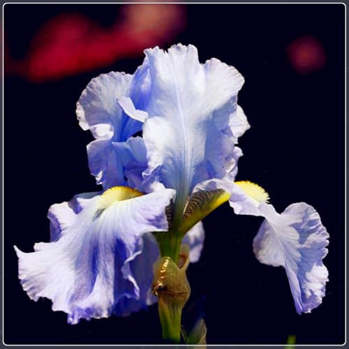 Iriszwiebeln, Blumenzwiebeln Garten, Balkon,Bartiris,Winterhart Mehrjährig,GartenblumenEleganz, Iris,Stauden,Winterhart,Schwertlilien-6zwiebeln-B