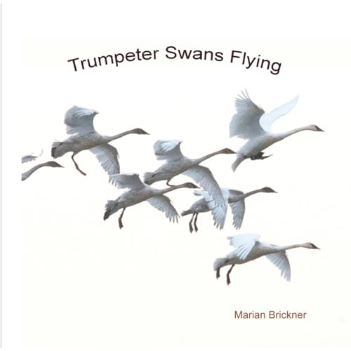 Trumpeter Swans Flylng