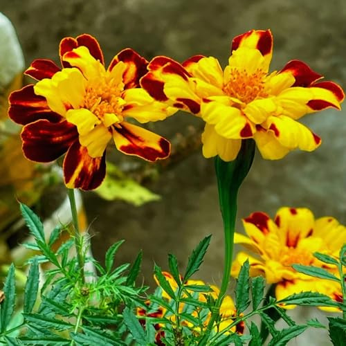 Semi di tagete biologici, regali per gli amanti del giardino Tagete patula, giardino resistenti 500pcs