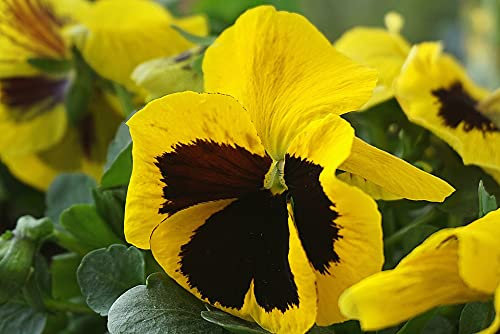 Graines Pensée Suisse variée - sachet d'environ 350 graines - Viola X/wittrockiana/Violaceae - Graines de style