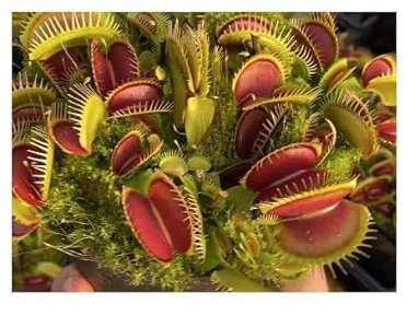 Pcs - 5x Dionaea Muscipula Grand Bouche Dionée Plantes - Graines B1217 - Seeds & Plants Shop by Ipsa