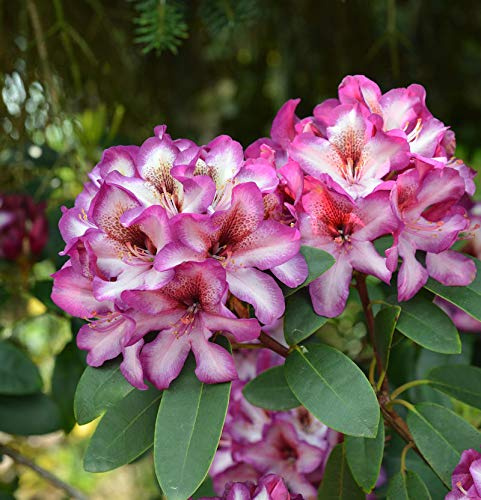 INKARHO - Großblumige Rhododendron Hans Hachmann® 50-60cm - Alpenrose - lebende Gartenpflanze aus den Baumschulen