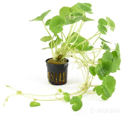Hydrocotyle leucocephala – Pianta Viva per Acquario Facile – Ideale per Neofiti – Crescita Rapida, da Fissare o Piantare
