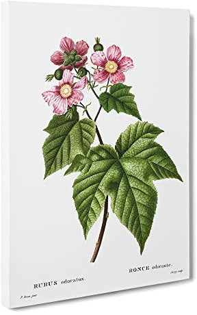 Blooming Raspberry Bush By Pierre Joseph Redoute Vintage Canvas Wall Art Print Ready to Hang, Framed Picture for Living Room Bedroom Home Office Décor, 20x14 Inch (50x35 cm)