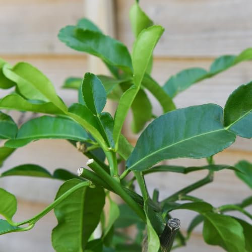 Kaffir Lime Citrus Plant - Half-Hardy Tree - Citrus Indoor Display - Scented & Exotic Flowers - Easy to Grow - Ideal to Add in Curries - 1x 3 Litre Potted Plant by Thompson and Morgan