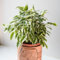 You Garden - House Plant Weeping Fig, Ficus benjamina Kinky with Jute Stem, Indoor Plant in 12cm Pot, for Home, Office or Living Room