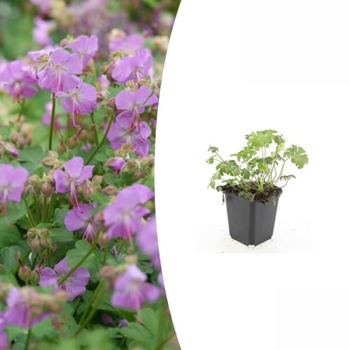 Trendyplants – Geranium cantabrigiense Cambridge – 6 stycken – storknäbb – vinterhård – höjd 10–30 cm – krukstorlek Ø 9 cm