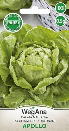 WegAna Butterhead Lettuce Apollo Seeds 0,5g, Semillas de Lechuga Verde, Semillas de Hortalizas Robustas, Semillas de Hortalizas, Semillas de Invernadero, Semillas de Invernadero