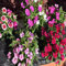 55 semillas de flores de clavel mixtas