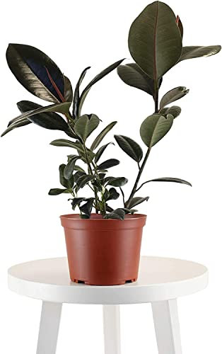 DECOALIVE | Ficus Elastica Robusta | Colección Plantas Mucha Luz | Árbol del Caucho | Planta de Interior Natural